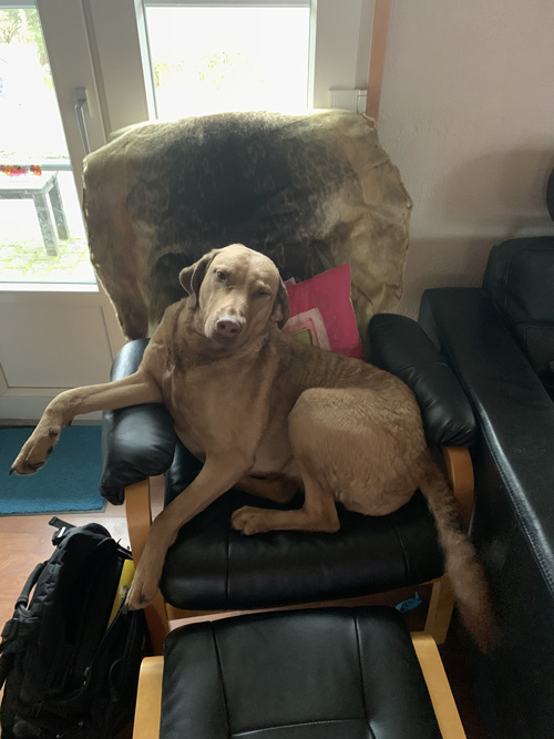 et billed af en af mine forældres hund